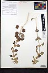 Marrubium vulgare image