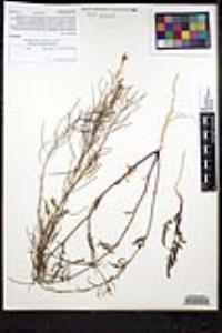 Sisymbrium irio image