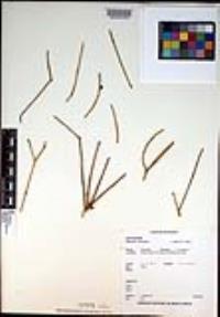 Rhipsalis baccifera image