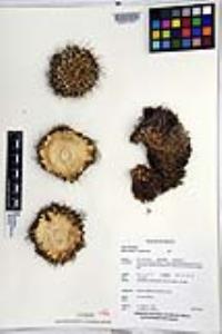 Mammillaria compressa image