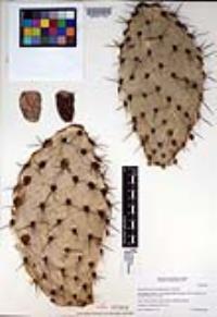 Opuntia littoralis image