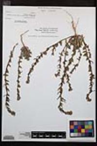 Camissoniopsis hirtella image