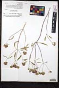 Monardella breweri var. lanceolata image