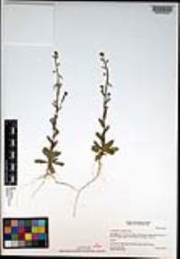 Caulanthus simulans image