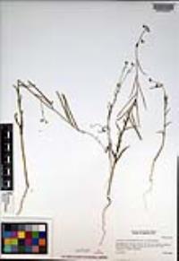 Caulanthus heterophyllus var. heterophyllus image
