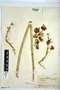 Hesperoyucca whipplei image