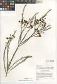 Chamelaucium uncinatum image