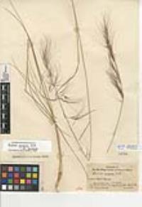 Aristida purpurea var. purpurea image