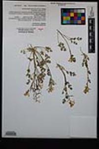 Corydalis aurea image