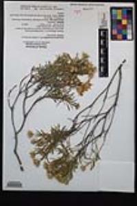 Ericameria linearifolia image