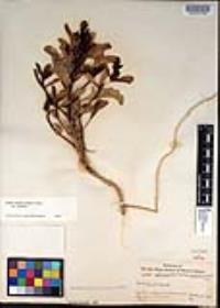 Cakile edentula var. edentula image