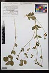 Drymocallis glandulosa var. reflexa image