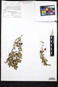 Ziziphus parryi image