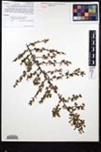 Rhamnus crocea image