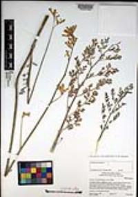 Ehrendorferia chrysantha image