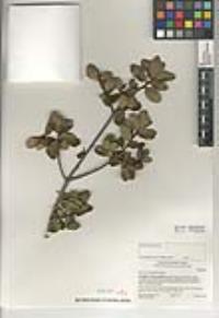 Quercus berberidifolia image