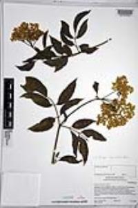 Sambucus cerulea image