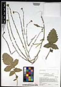Hirschfeldia incana image