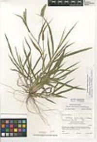 Setaria adhaerens image