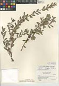 Leptospermum laevigatum image