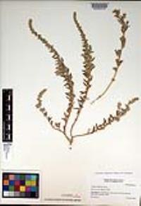 Atriplex californica image