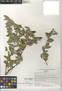 Simmondsia chinensis image