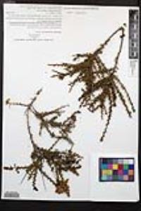 Adenostoma fasciculatum image