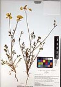 Eschscholzia californica image