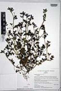 Nemophila menziesii image