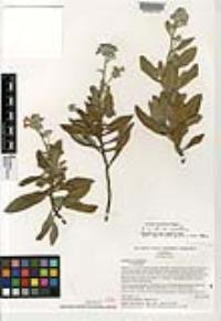 Eriodictyon crassifolium var. crassifolium image