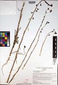 Caulanthus heterophyllus var. heterophyllus image