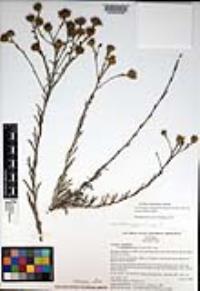 Corethrogyne filaginifolia image