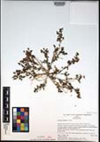 Lepidium didymum image