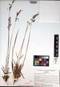 Melinis repens image