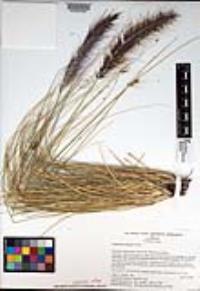 Pennisetum setaceum image