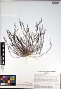 Muhlenbergia microsperma image