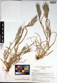 Bromus rubens image