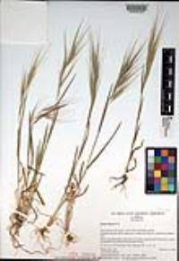 Bromus diandrus image