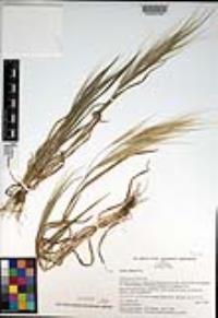 Bromus diandrus image