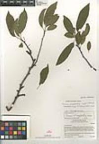 Prunus munsoniana image