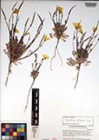 Eschscholzia californica image