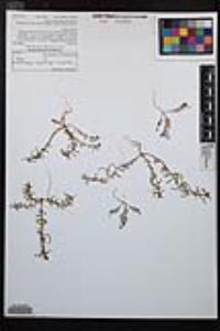 Camissonia strigulosa image