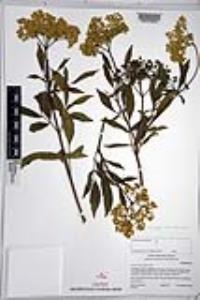 Sambucus cerulea image