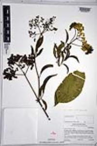 Sambucus cerulea image