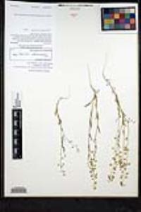 Thysanocarpus curvipes subsp. eradiatus image