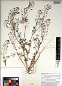 Descurainia pinnata subsp. glabra image