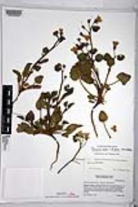 Phacelia minor image