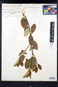 Frangula californica image