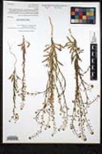 Thysanocarpus curvipes image