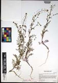 Descurainia pinnata subsp. glabra image